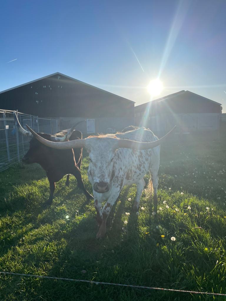 Texas longhorn koe, Dieren en Toebehoren, Runderen, Vrouwelijk, 3 tot 6 jaar