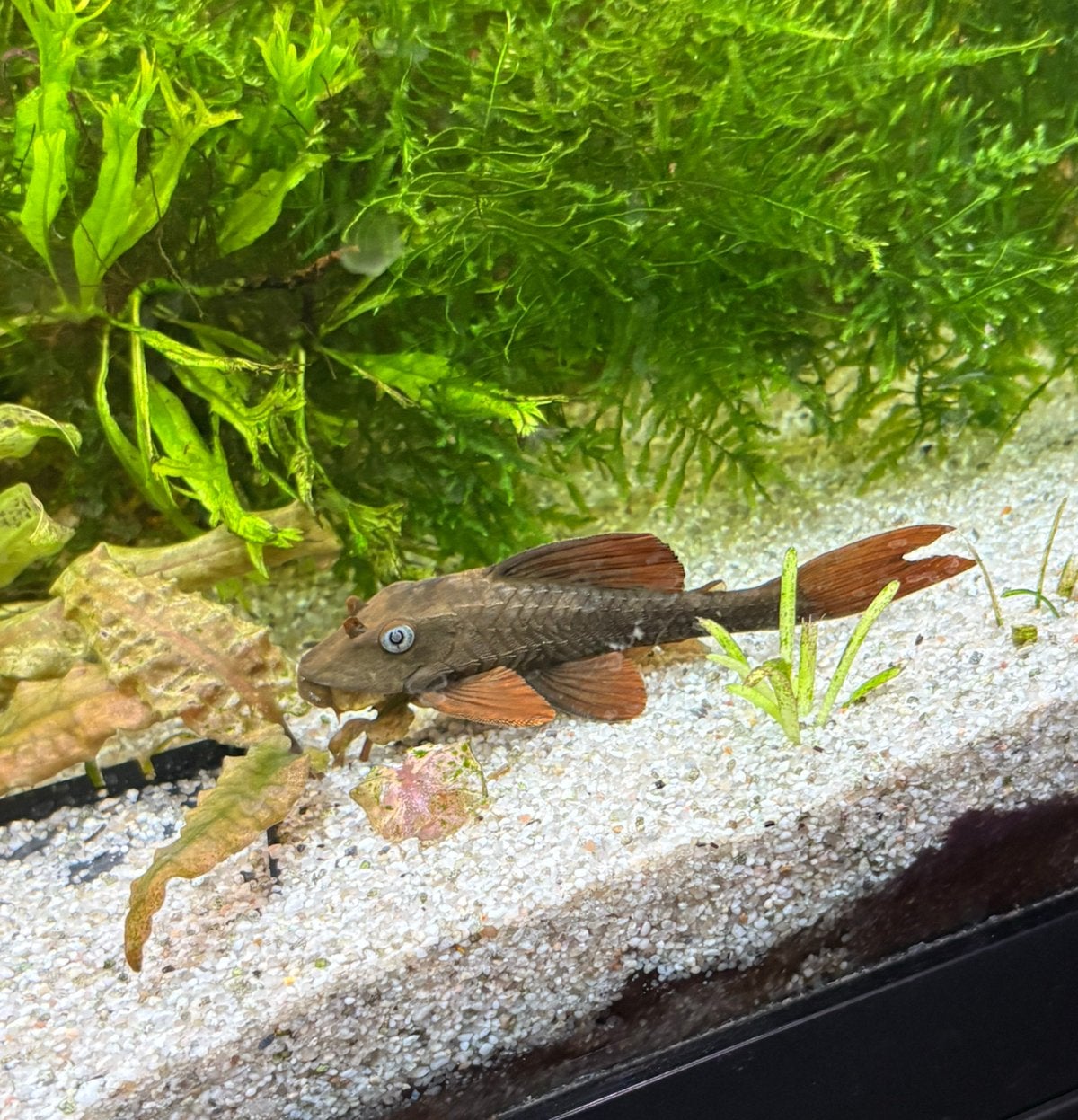L137 Blue Eyed Red Fine Pleco, Dieren en Toebehoren, Vissen | Aquariumvissen, Vis
