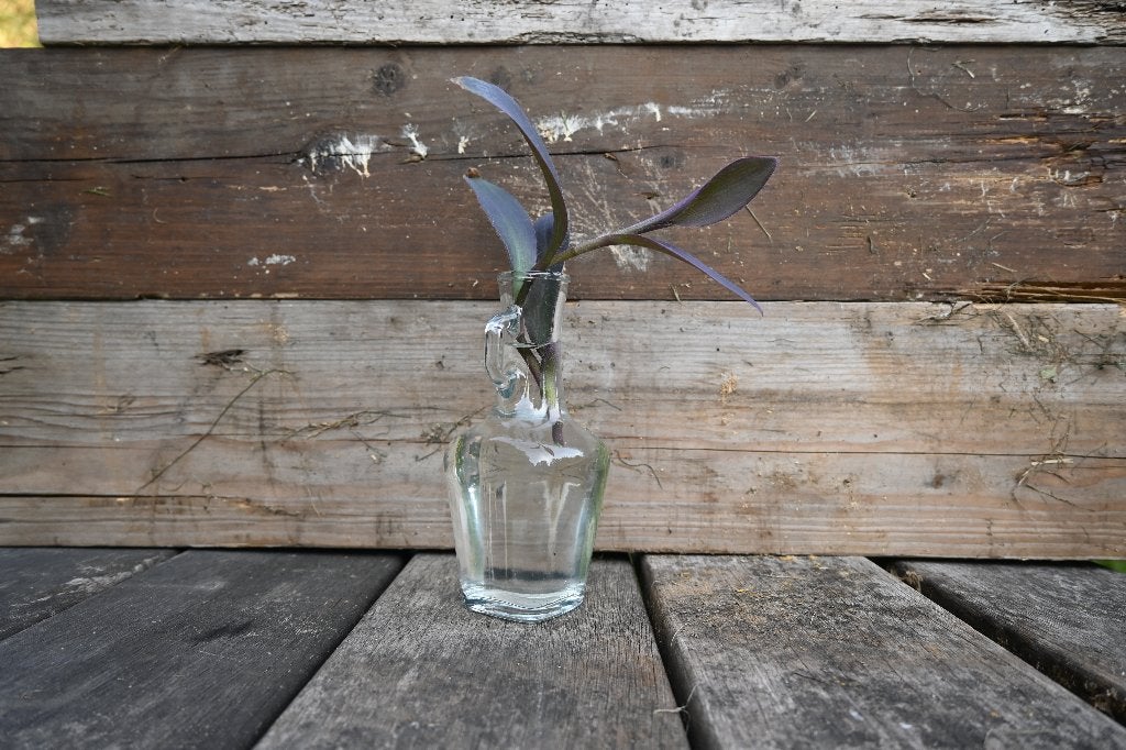Stekje Purple Heart (Tradescantia pallida) plant, Overige soorten, Minder dan 100 cm, Bloeiende kamerplant, Halfschaduw