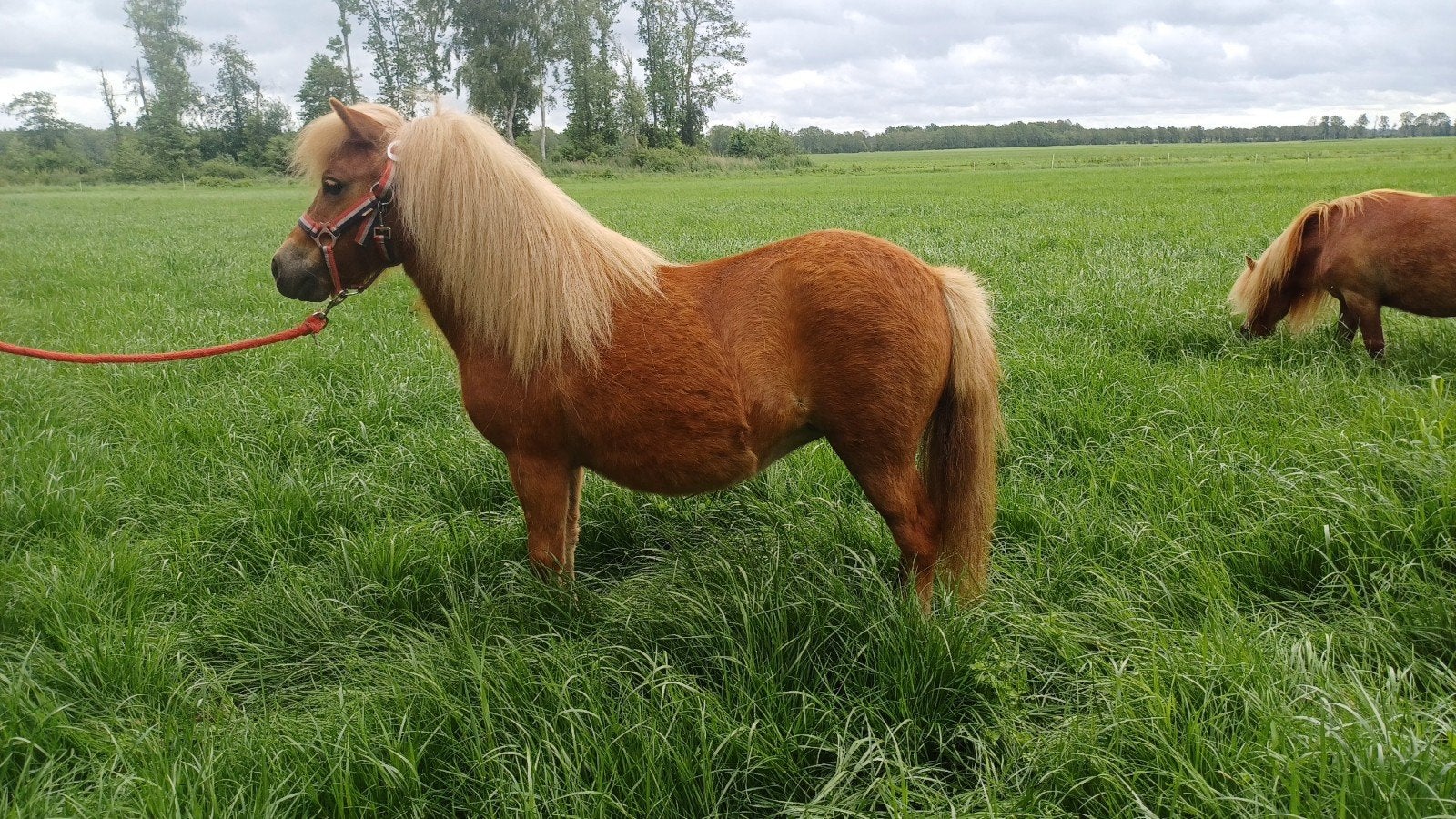 2 jarige Shetlander merrie, wordt ongeveer 98 cm. Stamboek, Dieren en Toebehoren, Merrie, Met stamboom, 0 tot 2 jaar, A pony (tot 1.17m)