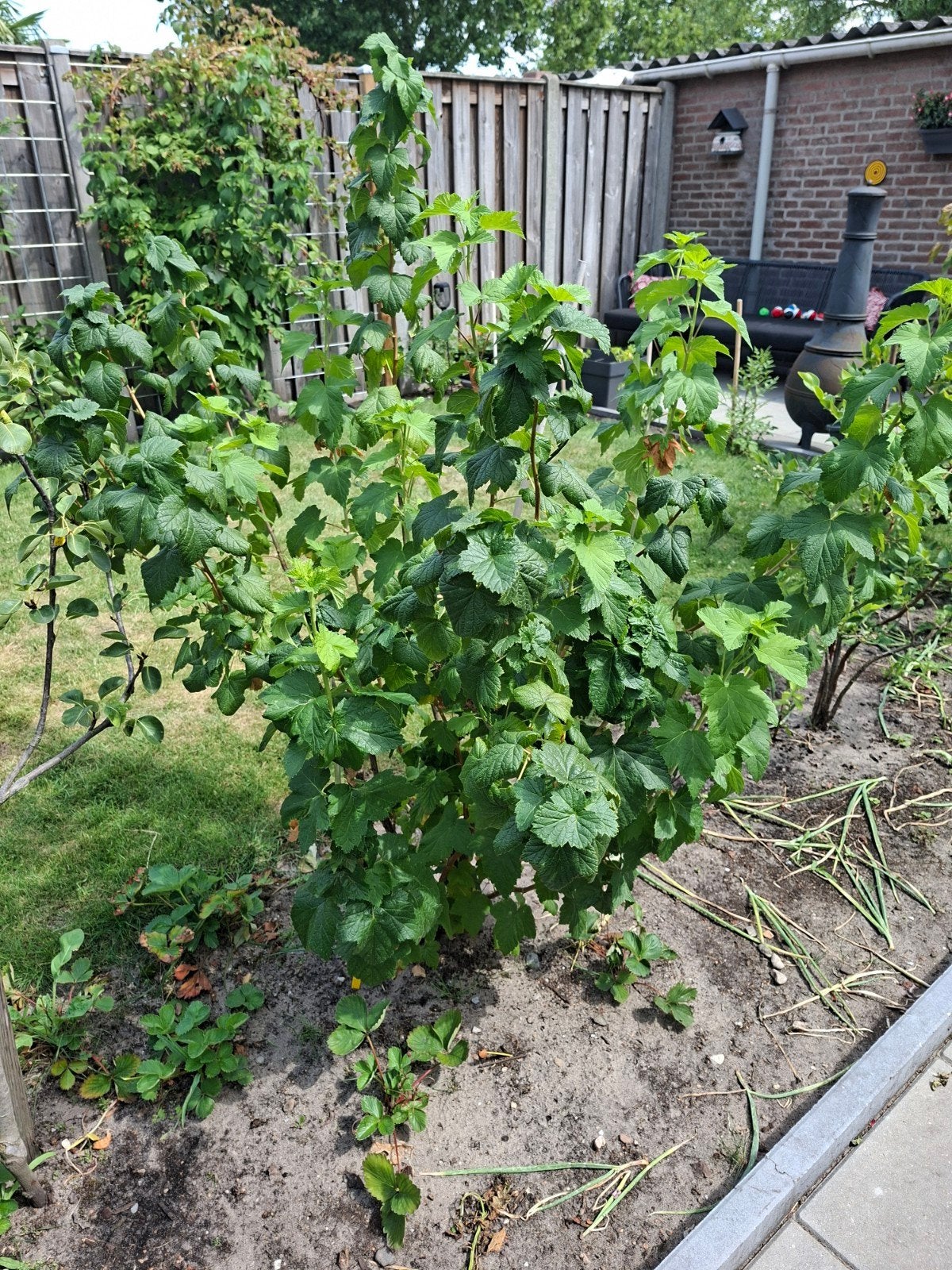 Biologische Zwarte Bes Struik - Cassis Smaak, Ophalen, Volle zon, Vaste plant, Fruitplanten