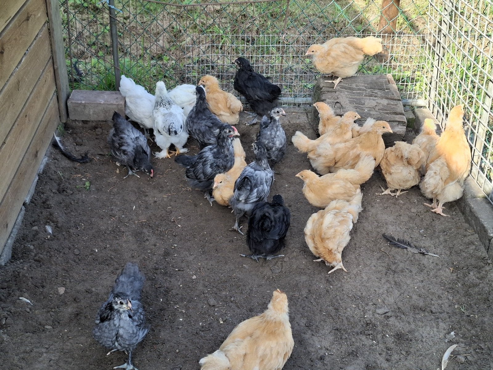 orpington hennen en hanen, Dieren en Toebehoren, Meerdere dieren, Kip