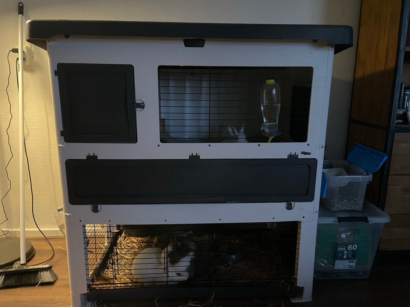 4 konijnen plus konijnehok te koop Gratis af te halen, Meerdere dieren, 0 tot 2 jaar