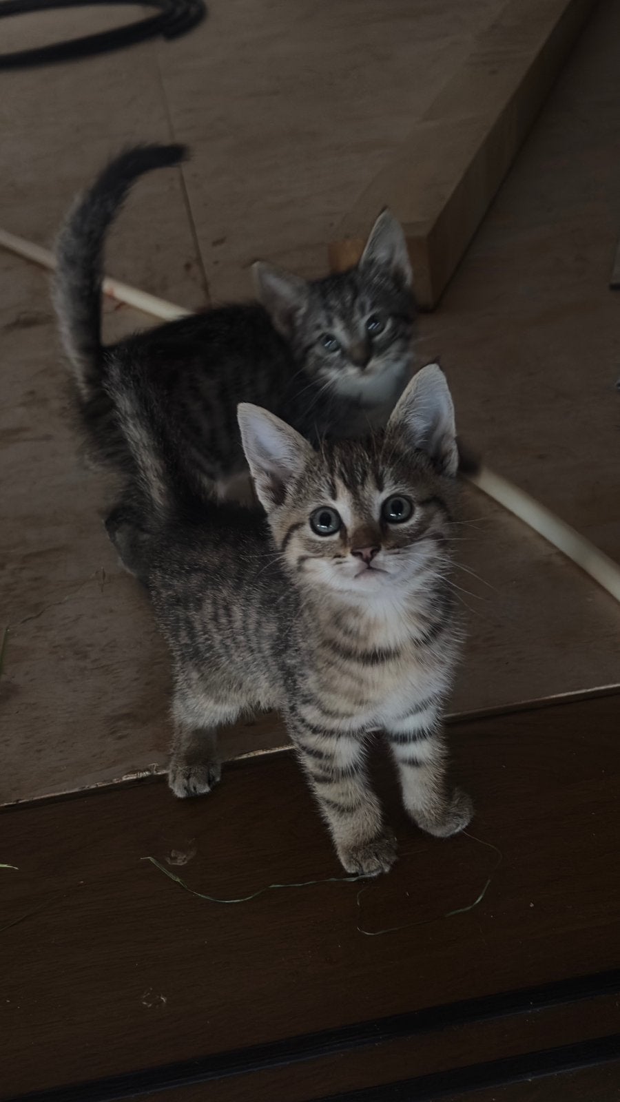 Leuke kittens te koop, Meerdere dieren, Kortharig, 0 tot 2 jaar