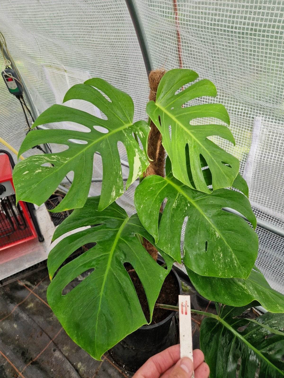 Stevige Monstera Deliciosa Albo kamerplant #11, Ophalen of Verzenden, Halfschaduw, Minder dan 100 cm