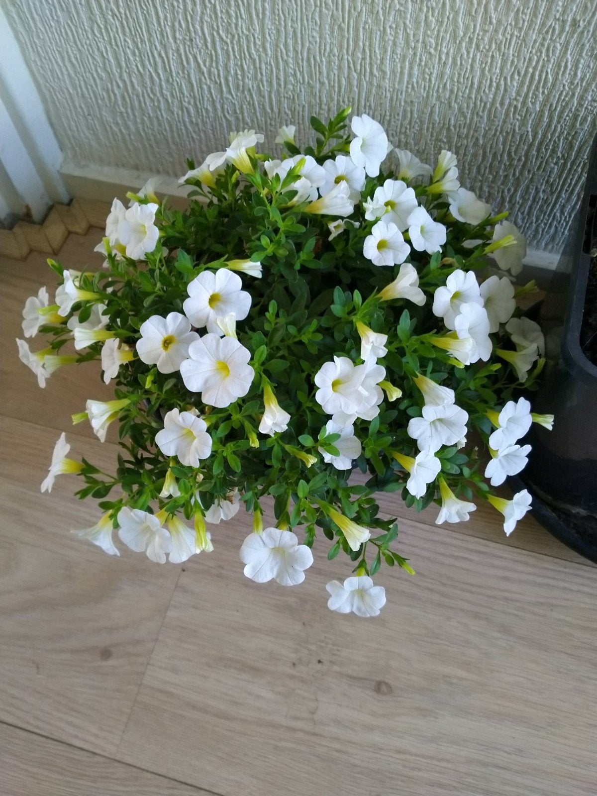 Witte petunia plant, Ophalen, Overige soorten, Volle zon
