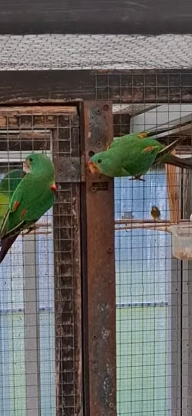 swiftparkieten 2 poppen, Dieren en Toebehoren