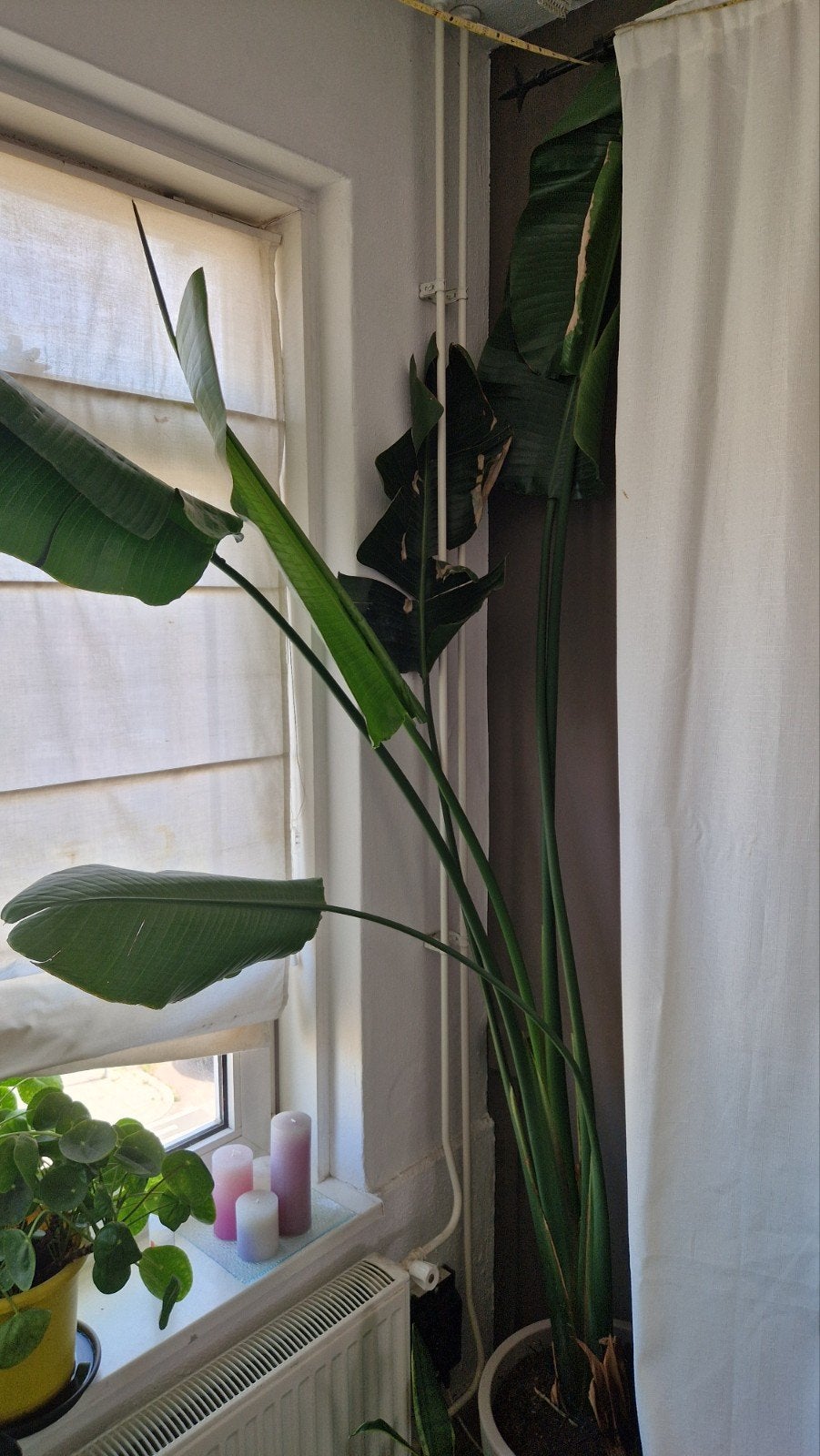 Grote Strelitzia Nicolai - Paradijsvogelplant, Huis en Inrichting, Kamerplanten, Ophalen of Verzenden, Halfschaduw, 200 cm of meer