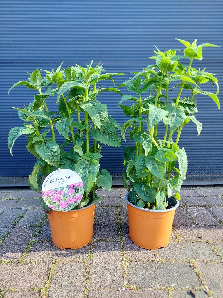 Monarda Didyma 'Melua Violet' - Amerikaanse Bergamot H:63 cm, Volle zon, Vaste plant, Zomer, Ophalen