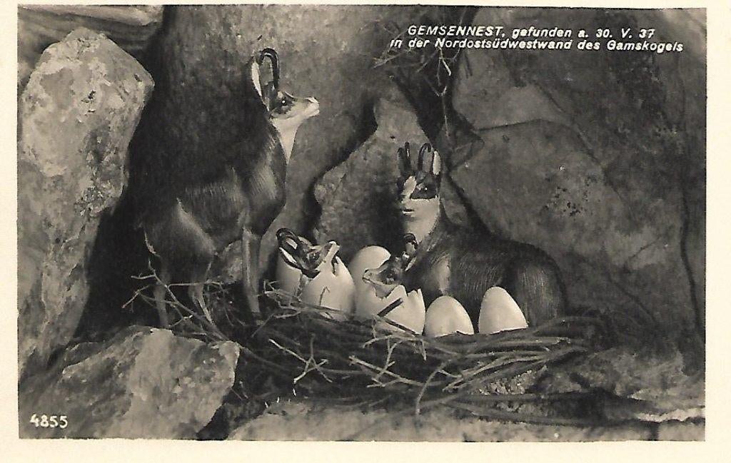 Gemsen., Verzenden, 1960 tot 1980, Ongelopen, Wild dier