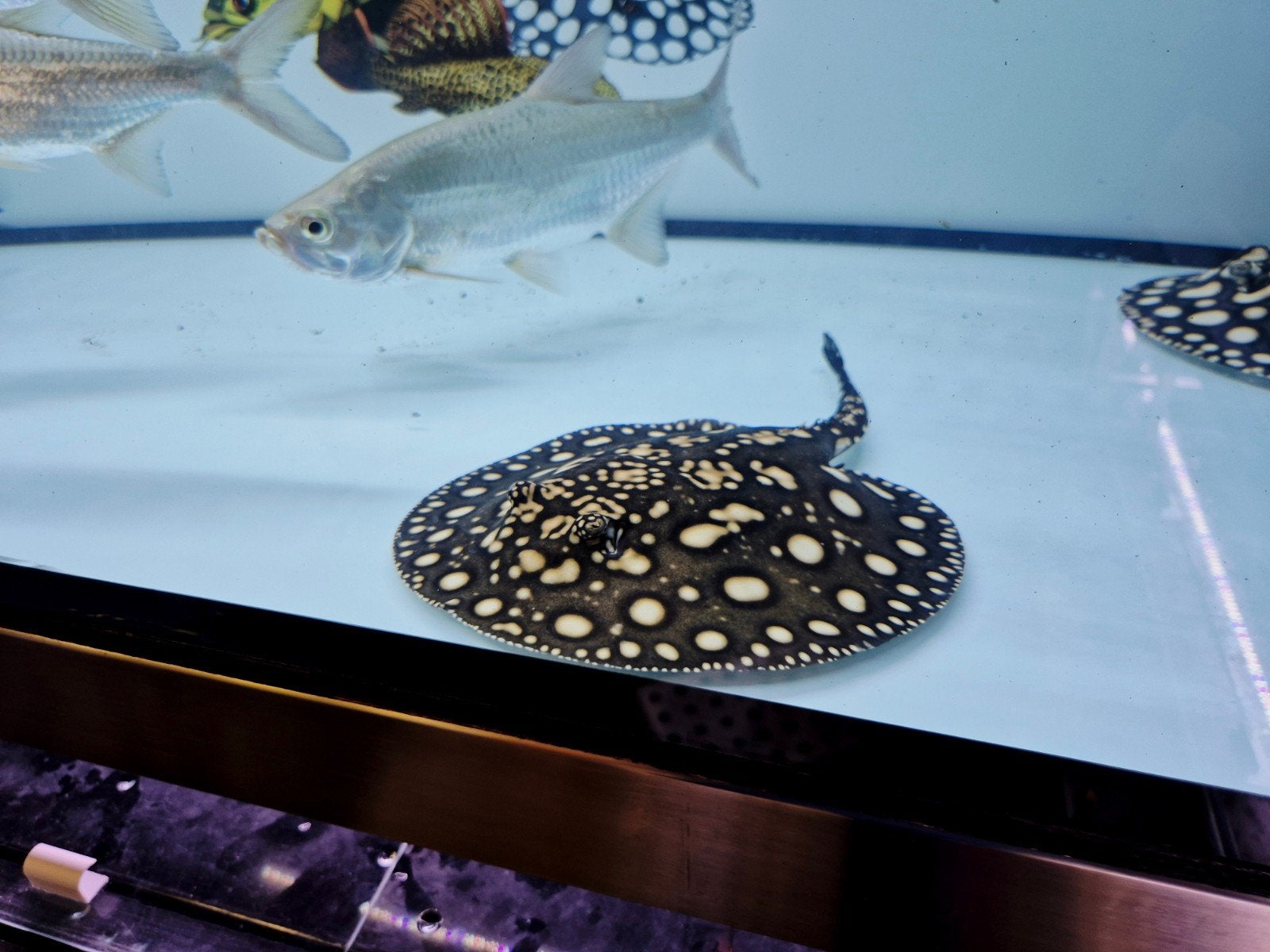 potamotrygon black diamond ., Dieren en Toebehoren, Vis, Zoetwatervis