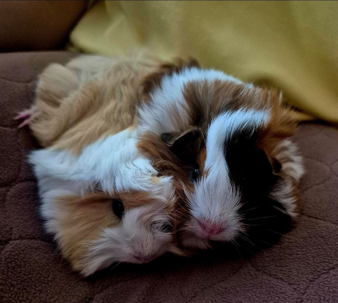 3 tamme lieve cavia's incl hok en toebehoren, Dieren en Toebehoren, Knaagdieren, Cavia, Mannelijk, Mei, Tam