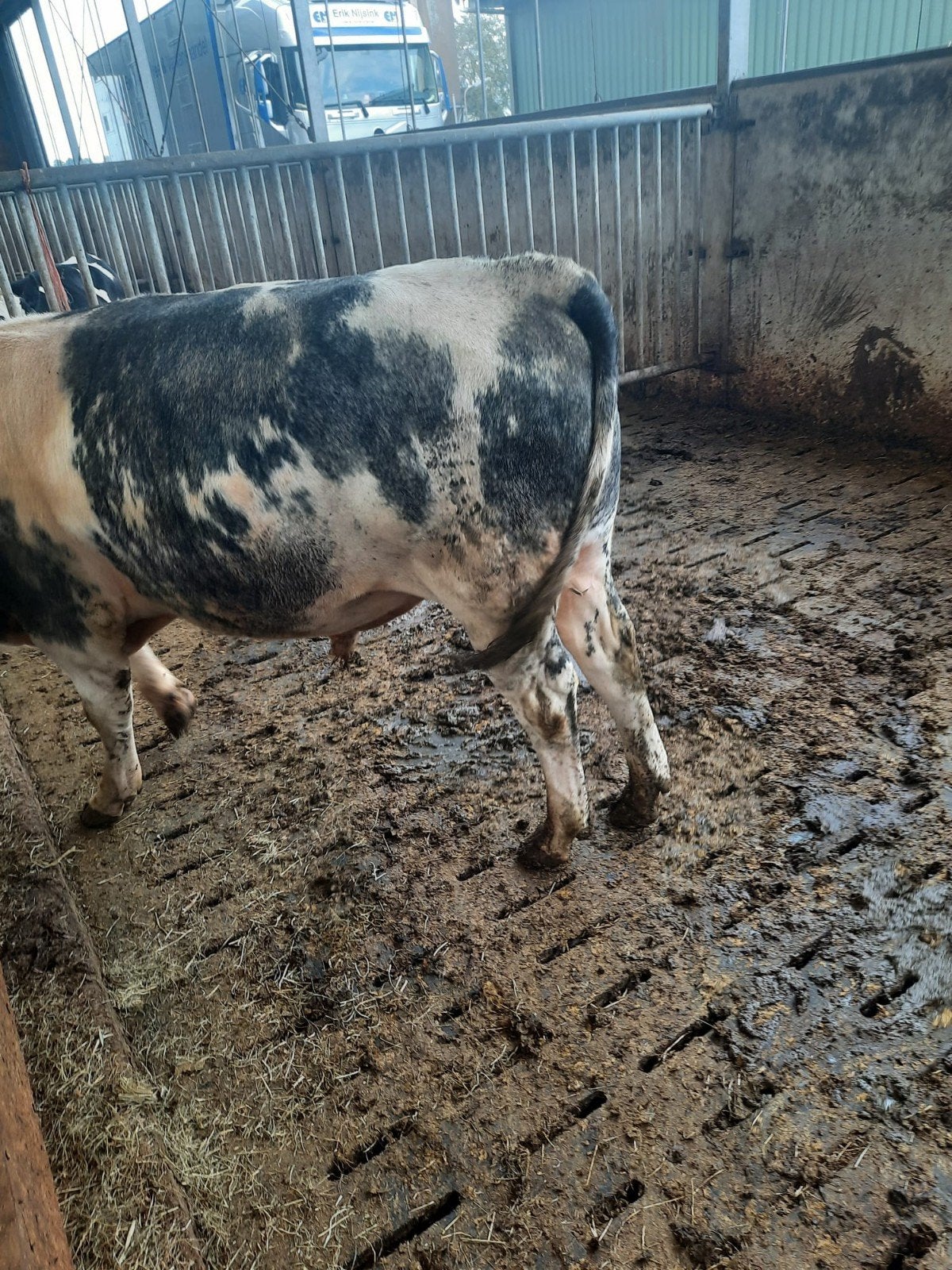 stieren en werktuigen, Meerdere dieren