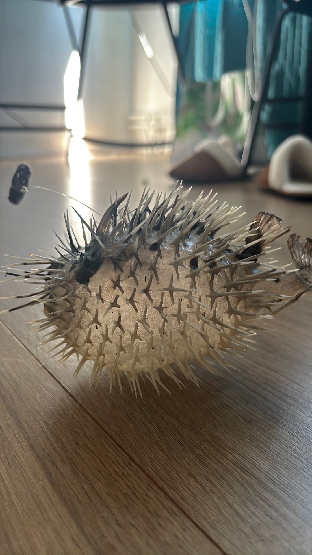 Opgezette pufferfish, Ophalen, Zo goed als nieuw
