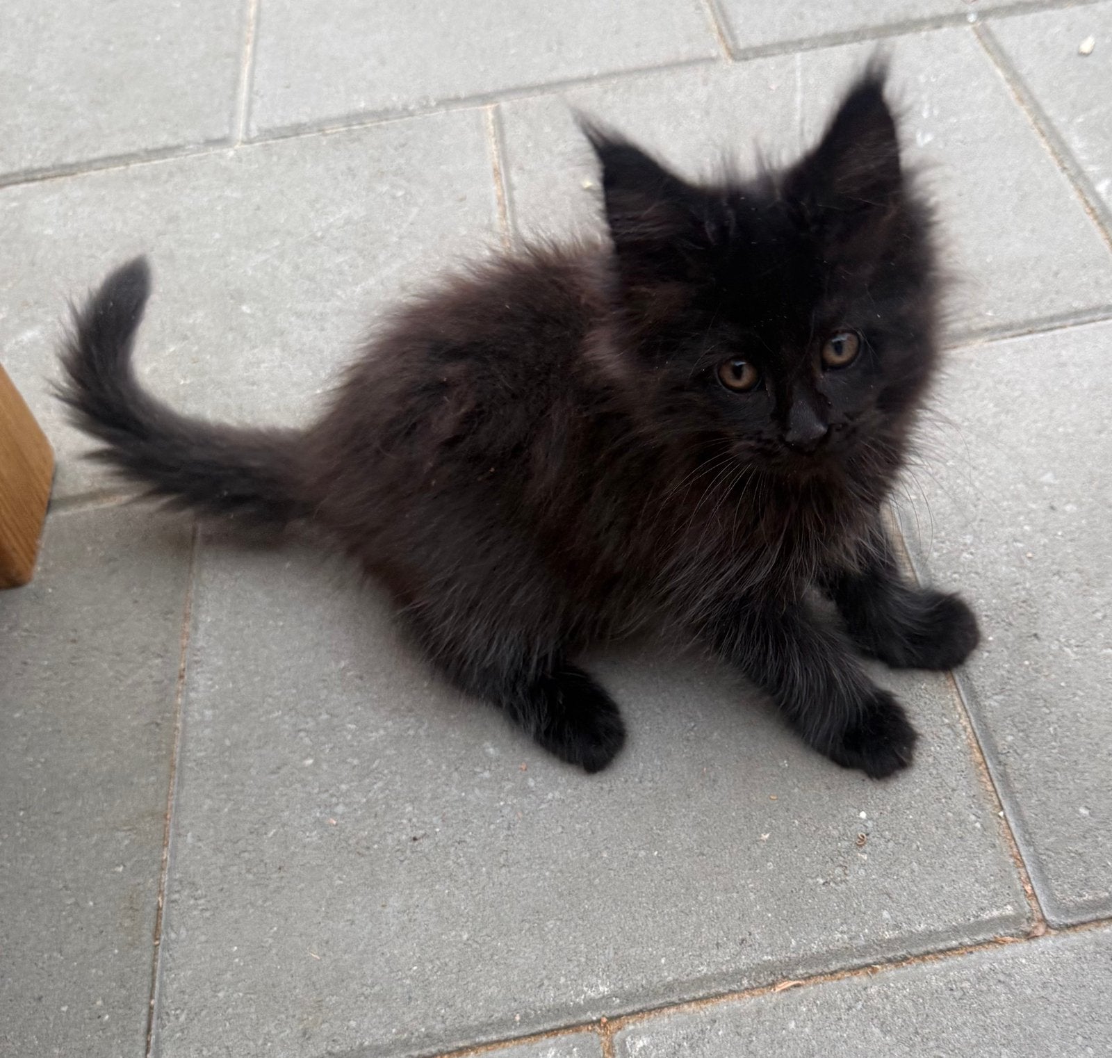 Maine Coon kittens met stamboom – Cattery Maymaydy, Dieren en Toebehoren, Meerdere dieren, Met stamboom