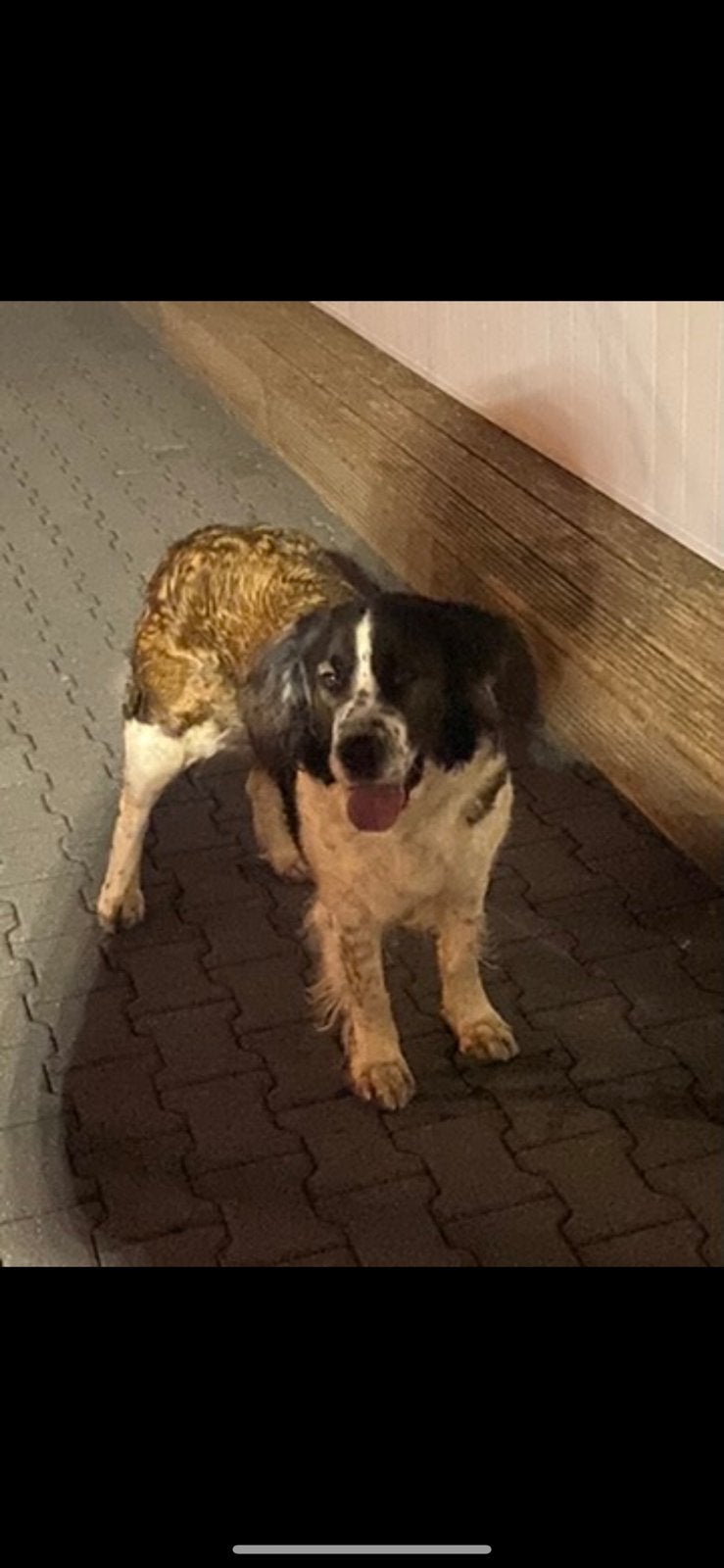 Berghond waakhond / erfhond / gezinshond, Teef, Eén hond, CDV (hondenziekte), 3 tot 5 jaar
