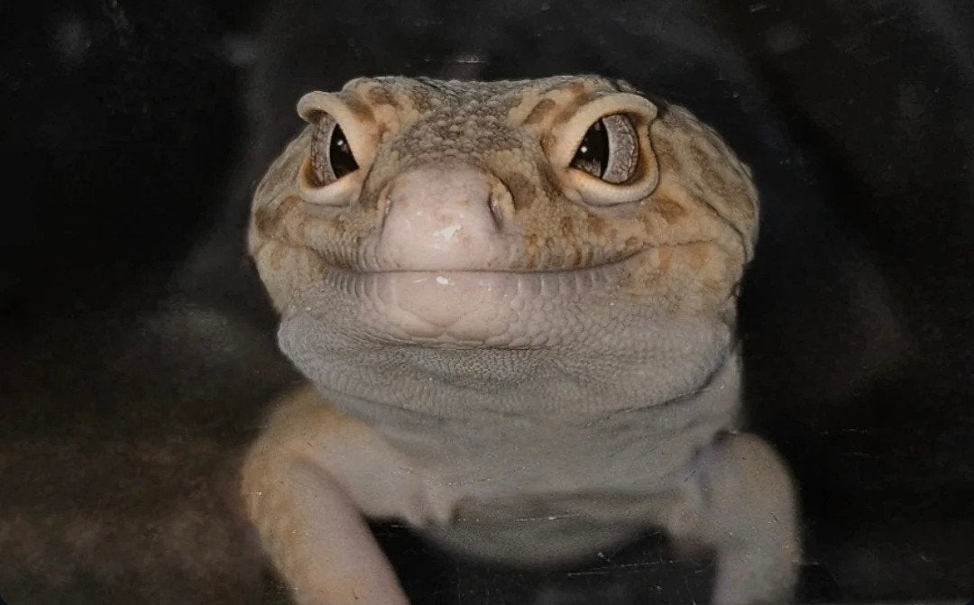 raptor het Murphy paternless leopard gecko., Dieren en Toebehoren, Hagedis, Met terrarium, 0 tot 2 jaar