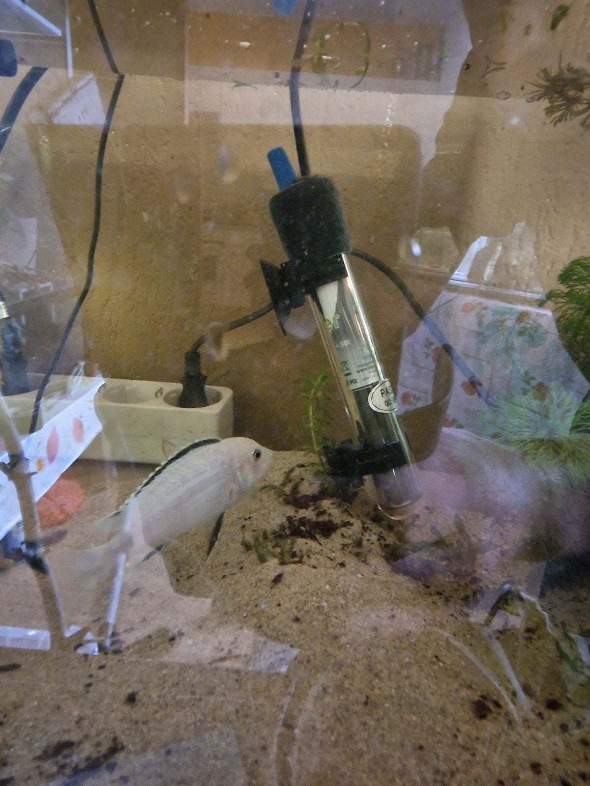 te koop cichliden vissen, Dieren en Toebehoren, Vis, Zoetwatervis