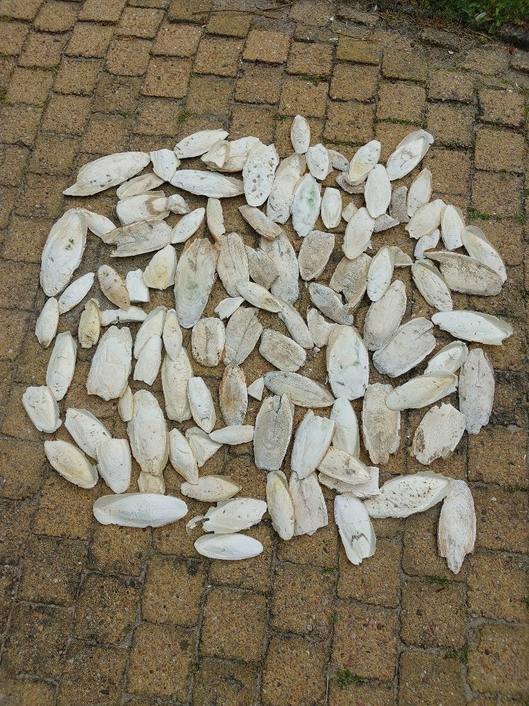 Sepia, Ophalen of Verzenden, Nieuw