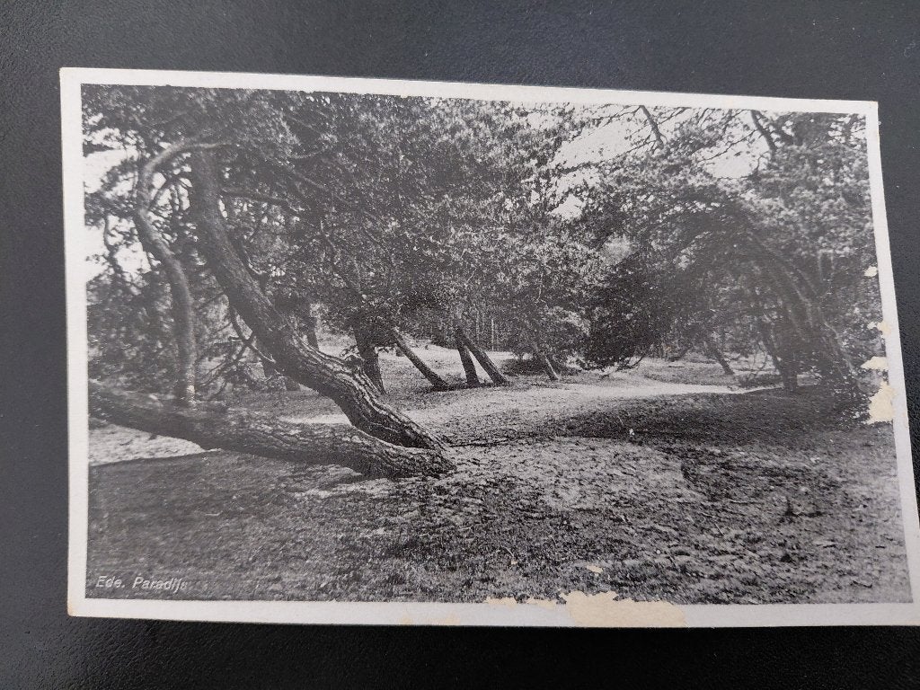 Ede, boszicht, paradijs, gelopen, 1946,, Verzenden, 1940 tot 1960, Gelopen, Natuur