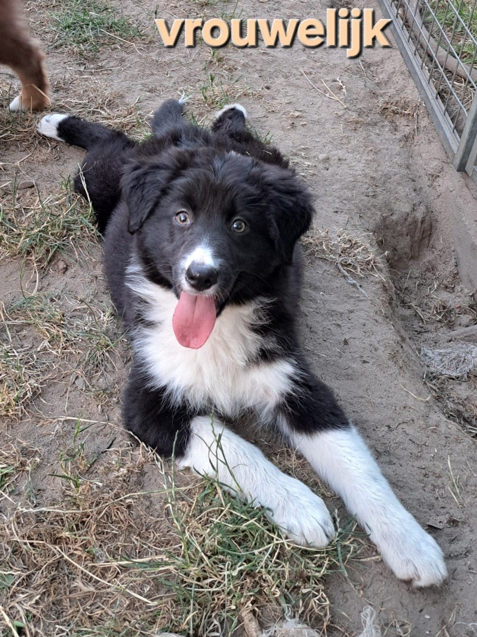 lieve Australische herder pups op boerderij ouders getest, Dieren en Toebehoren, Honden | Herdershonden en Veedrijvers, België