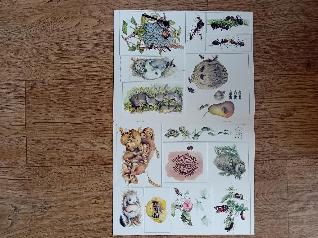 Knipsel Libelle - Natuur, Ophalen of Verzenden, Gebruikt