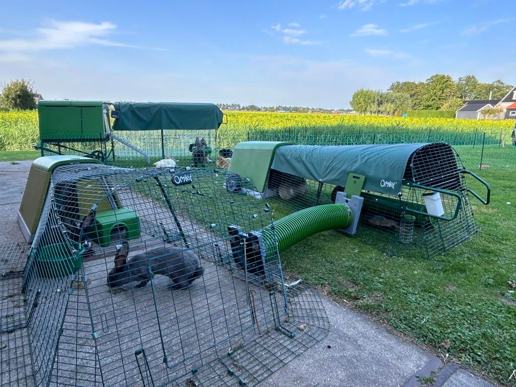 Te koop een setje Vlaamse reuzen., Dieren en Toebehoren, Meerdere dieren, Groot, 0 tot 2 jaar