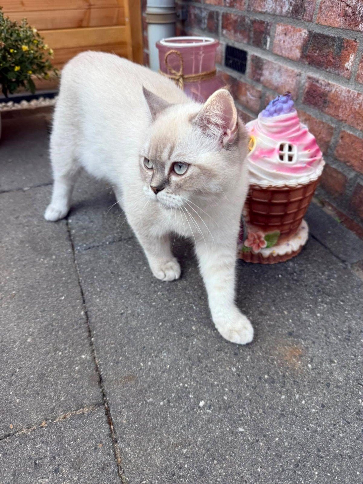 Britse korthaar, Dieren en Toebehoren, Poes