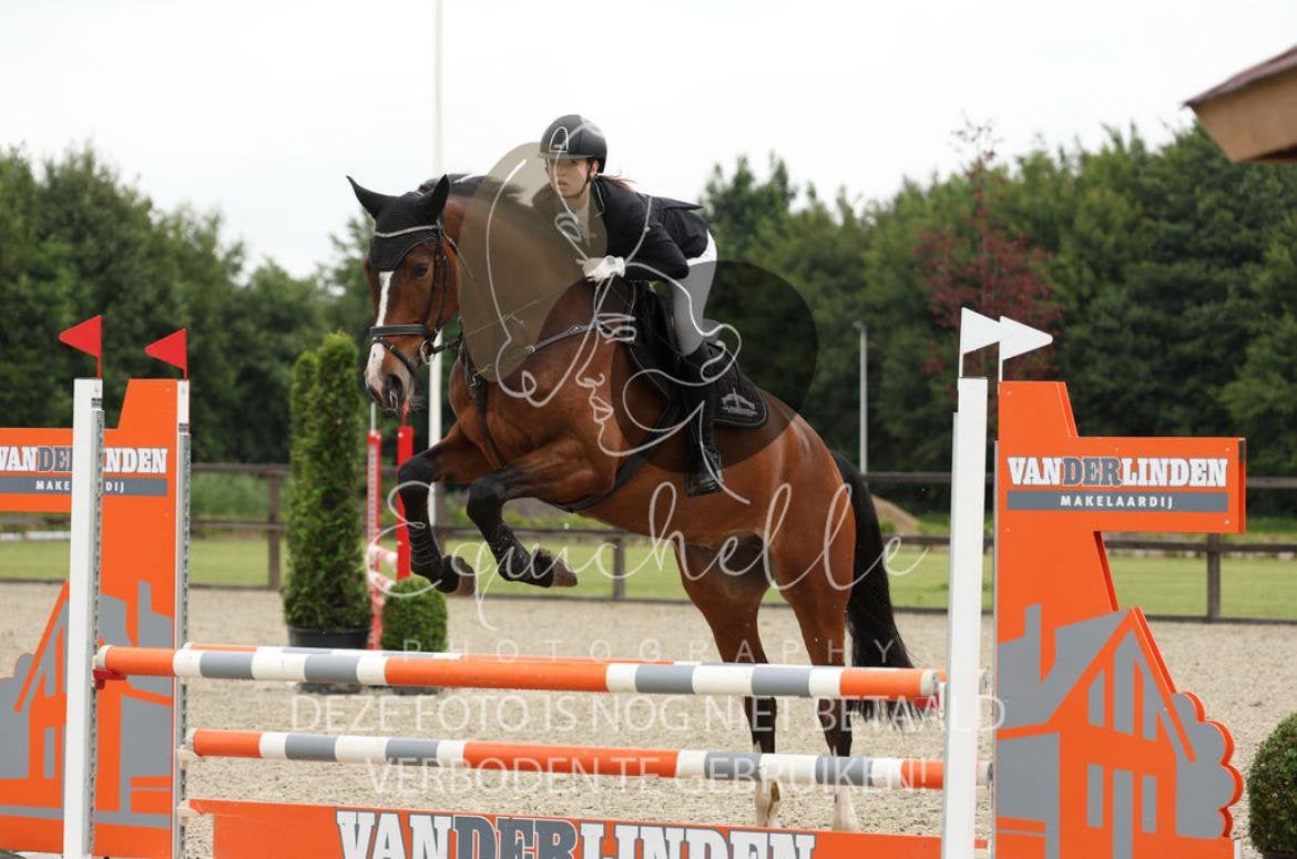 Te koop allround paard, Dieren en Toebehoren, Springpaard, Ruin, 170 tot 175 cm, 7 tot 10 jaar