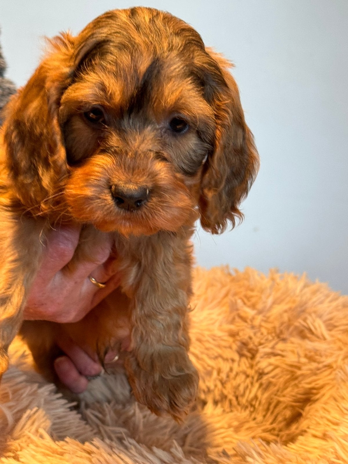 Bijzonder mooie Cockapoo pups in bruintinten., Nederland, Overige rassen, CDV (hondenziekte), 8 tot 15 weken