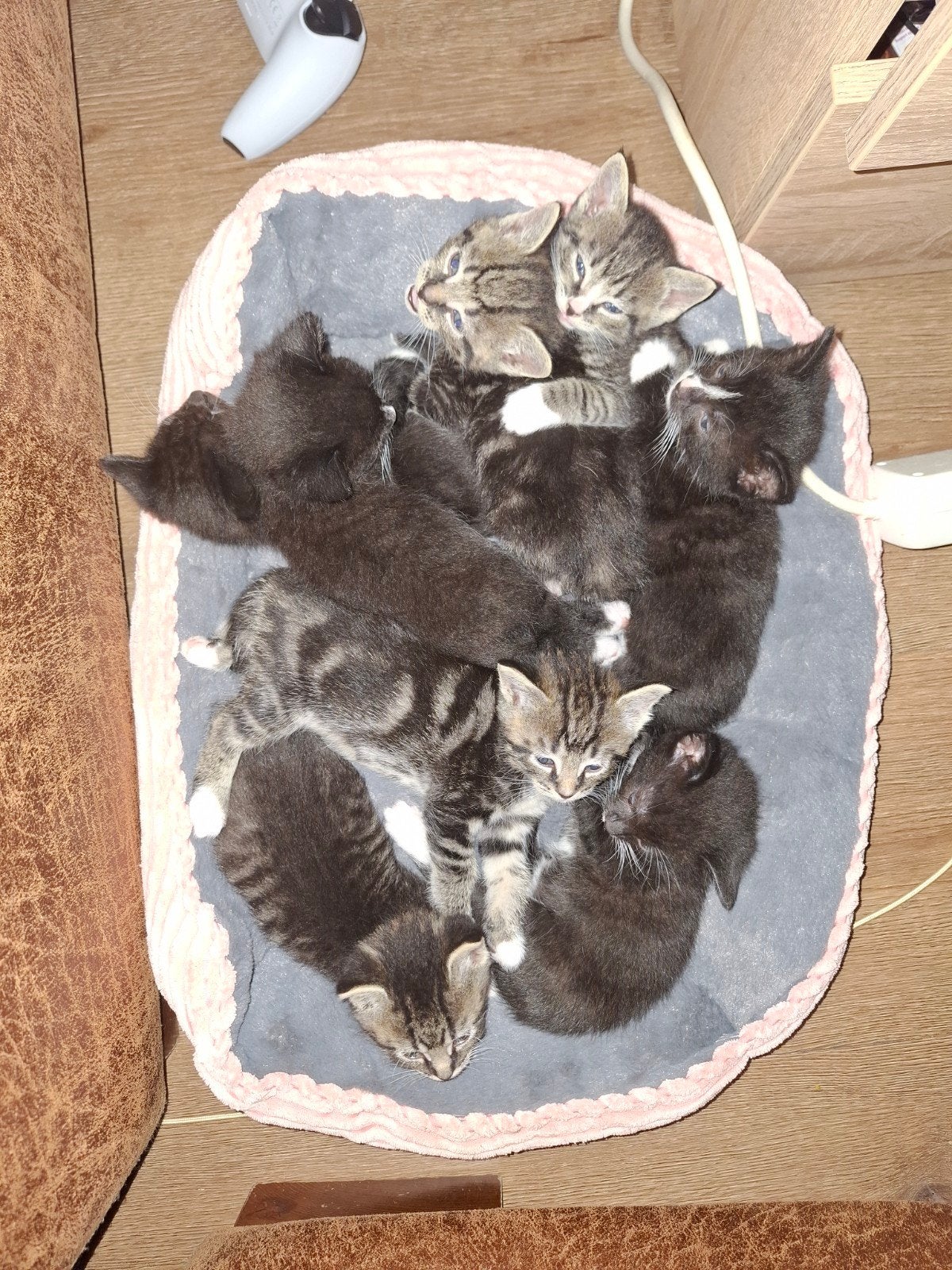 Lieve, gevaccineerde, en in huis opgegroeide kittens, Meerdere dieren, Kortharig, 0 tot 2 jaar