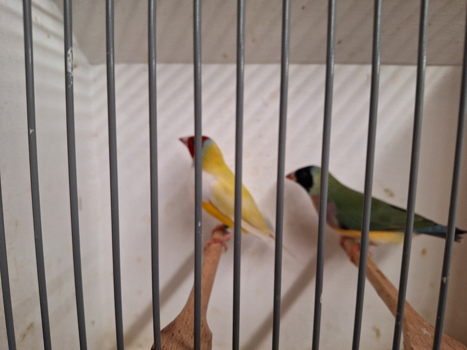 Gould amadines, Dieren en Toebehoren, Vogels | Overige Vogels, Meerdere dieren