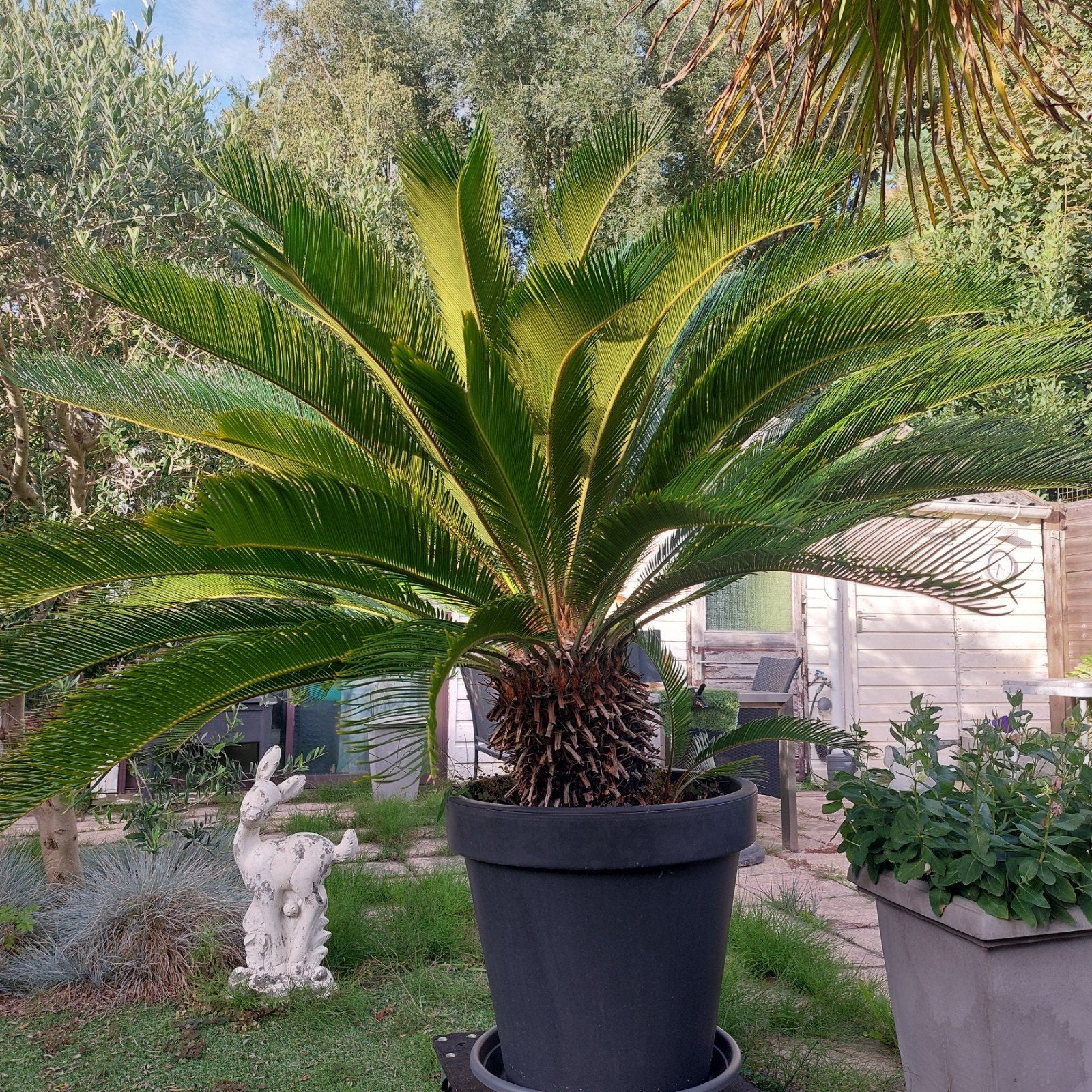Grote Cycas Revoluta palm in pot, Volle zon, Vaste plant, Bloeit niet, Ophalen