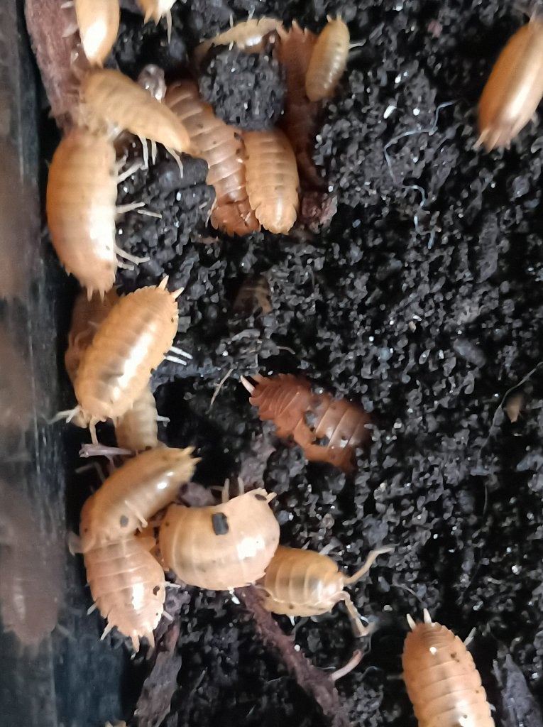 Porcellio laevis orange, Dieren en Toebehoren, Overige soorten