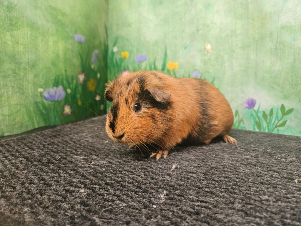 Leuke cavia's, Dieren en Toebehoren, Knaagdieren, Januari, Meerdere dieren, Cavia