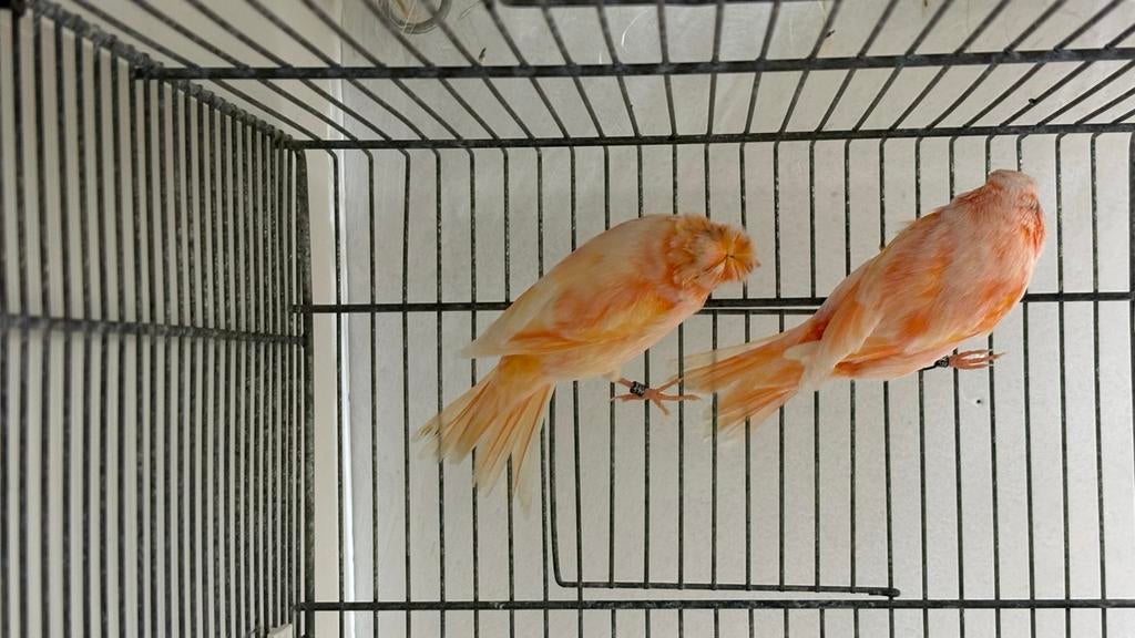 Rood mozaïek mannen kanaries, Dieren en Toebehoren, Vogels | Kanaries, Mannelijk, Kleurkanarie