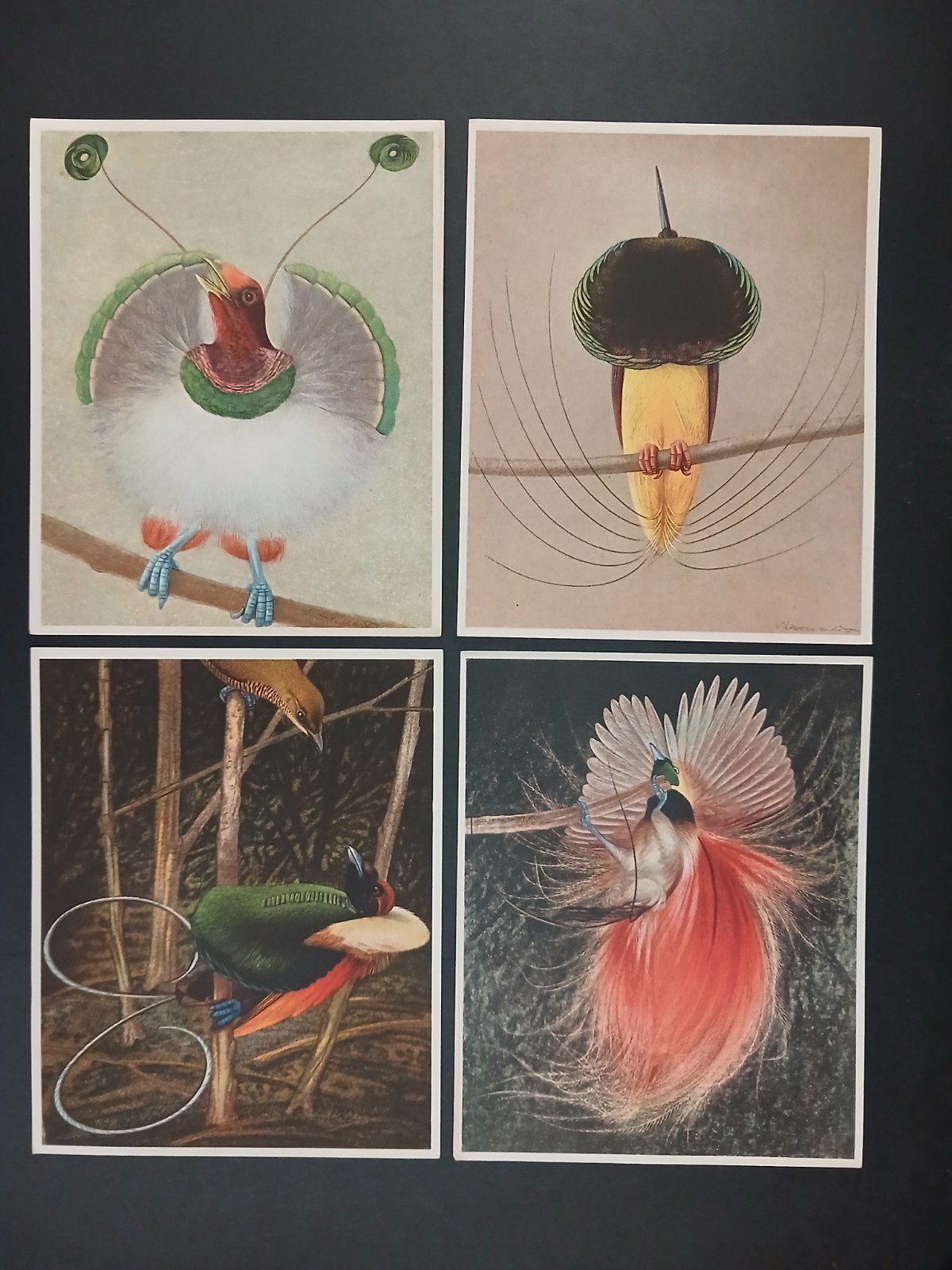 Paradijsvogels namen zie omschrijving - getekend, Verzenden, Zo goed als nieuw, 1940 tot 1960, Dier