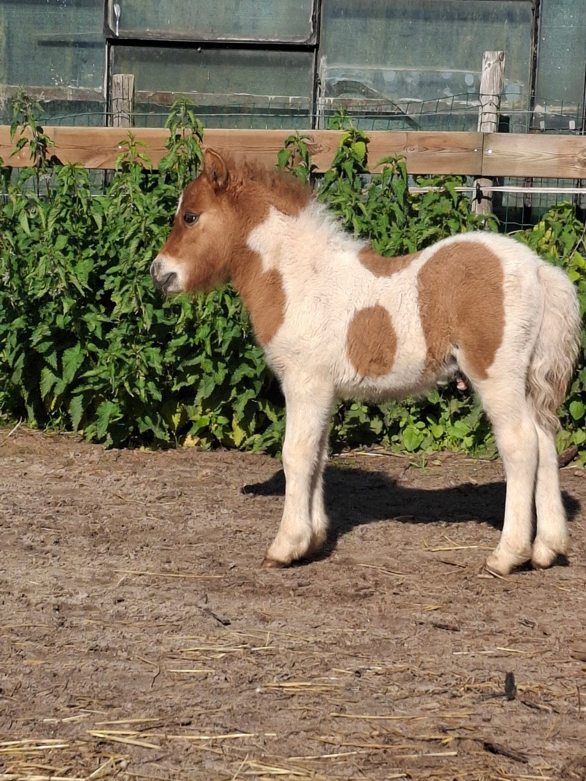 Ter dekking, Silverdapple bonte hengst., Hengst