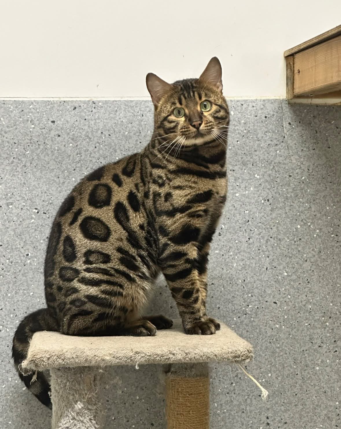 Herplaatser bengaal kater, Kater, Met stamboom, 0 tot 2 jaar