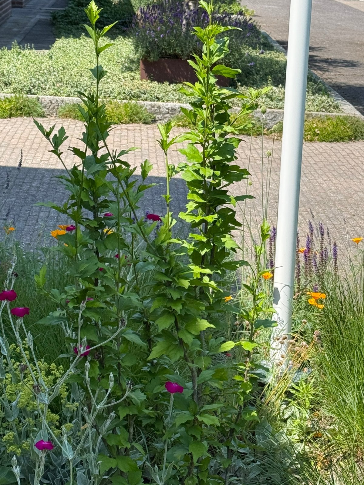 Hibiscus plant, Ophalen, Overige soorten, Minder dan 100 cm