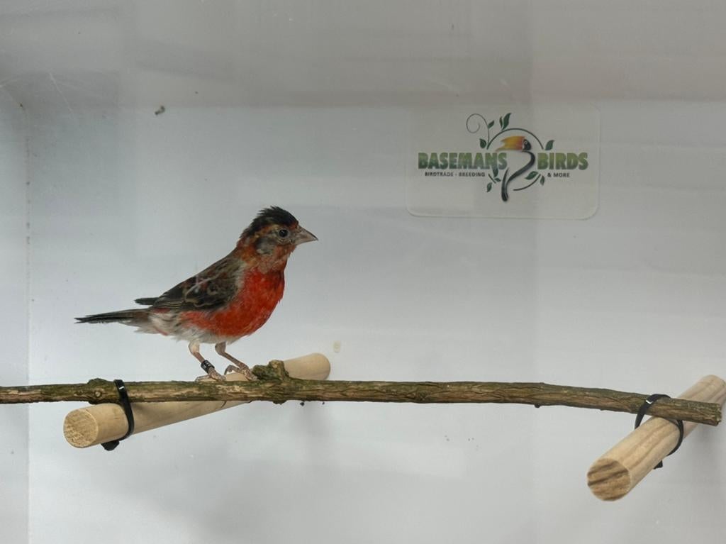 Bastaard kapoetsesijs (F1) TOP zangers, Dieren en Toebehoren, Mannelijk, Wildzangvogel, Geringd