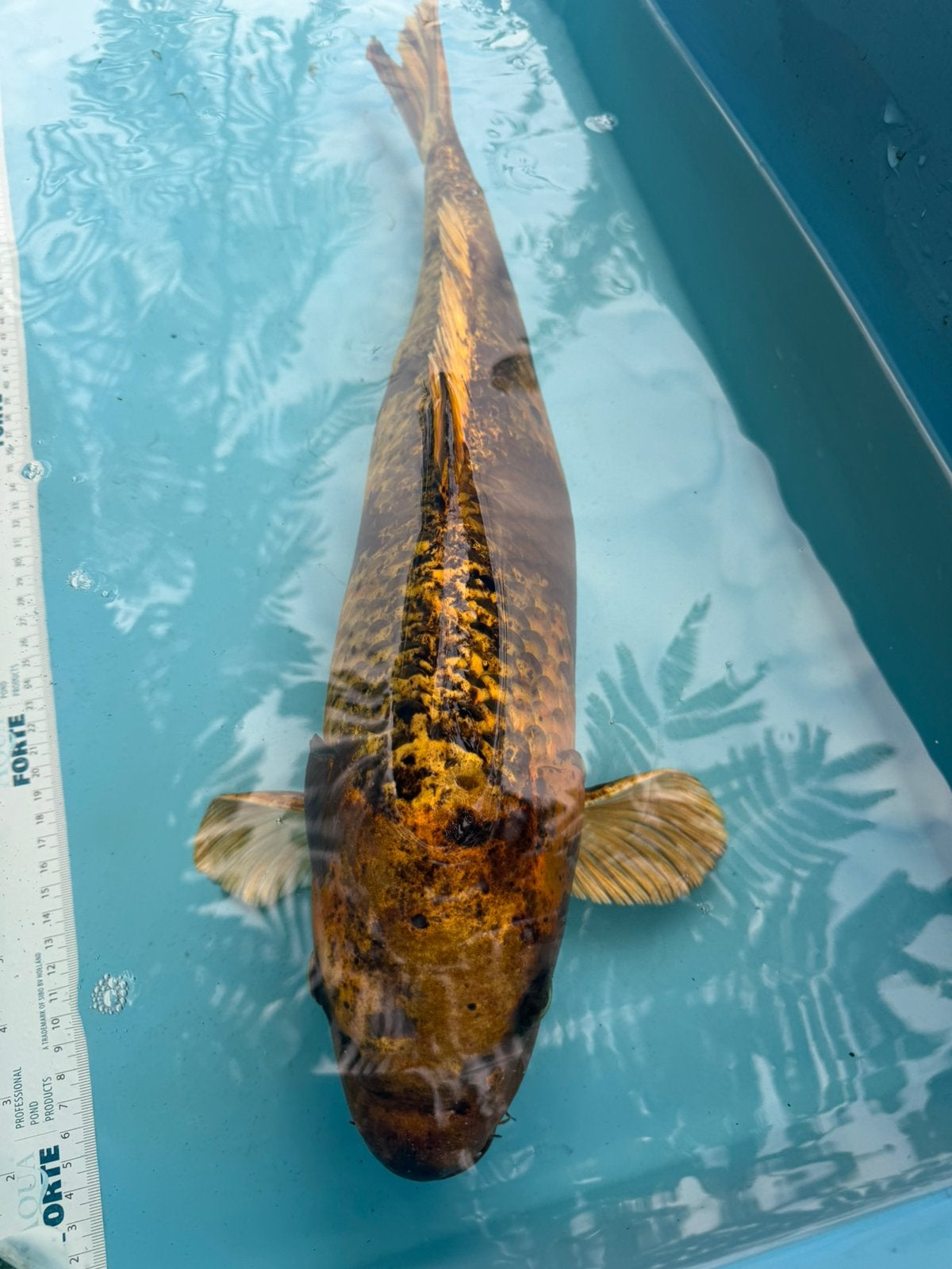 Kin Ki Utsuri koi, Karper of Koi
