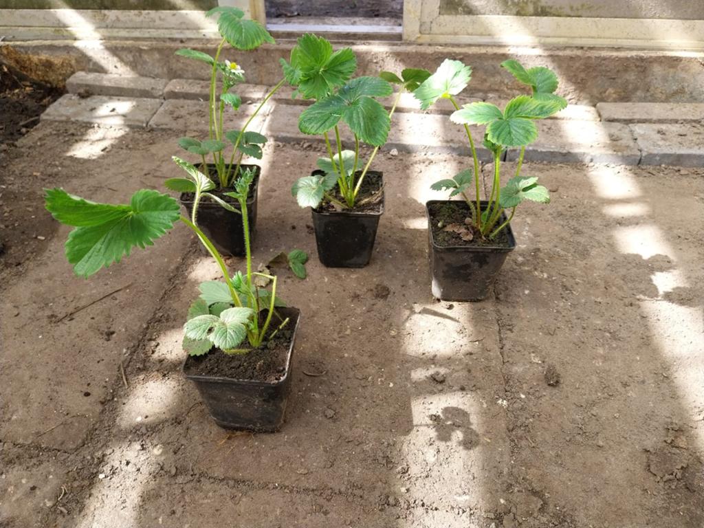 Aarbeiplanten (Daroyal) €0.50 per stuk, Ophalen, Eenjarig, Groenteplanten, Volle zon