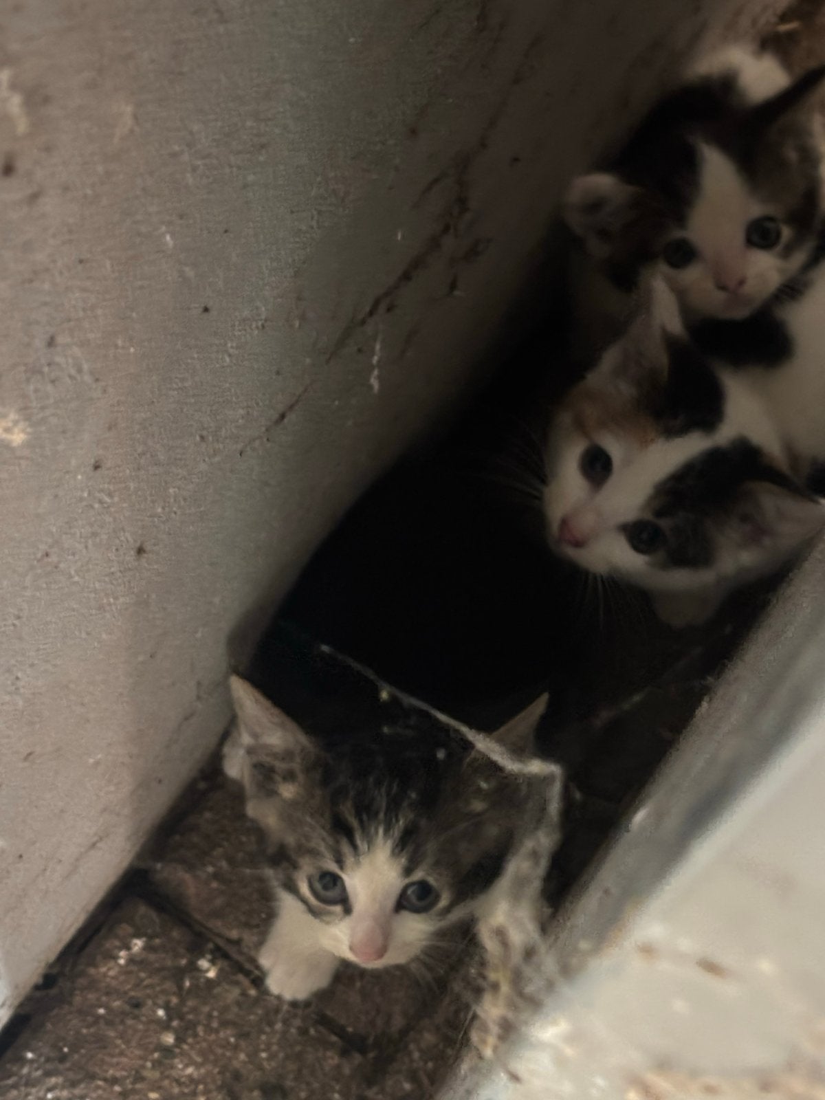 Jonge katjes te koop!, Meerdere dieren