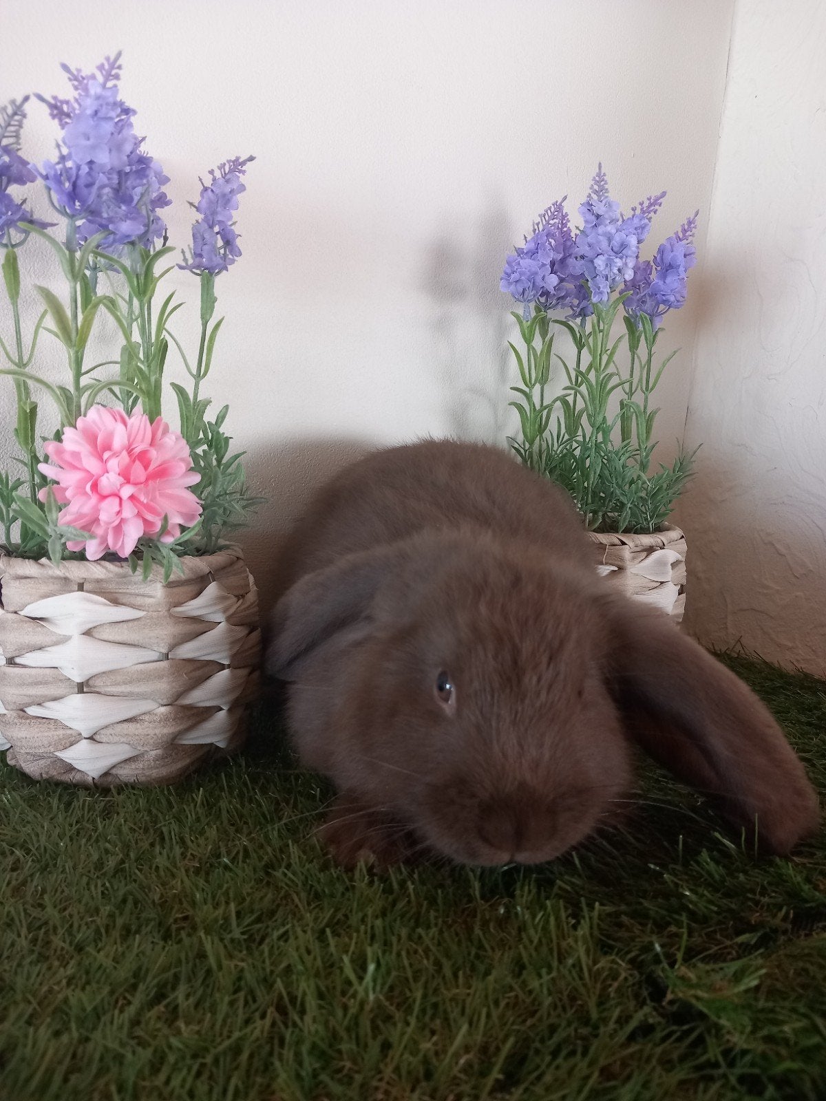 Franse hangoor voedster, Dieren en Toebehoren, Konijnen, Vrouwelijk, Groot, Hangoor, 0 tot 2 jaar