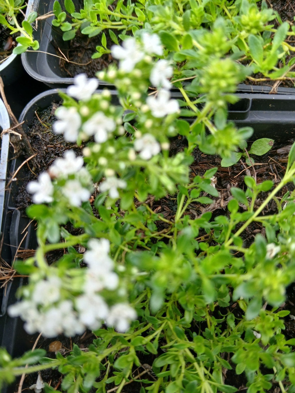 Tijm 'Albiflorus' - Witte bloeiende bodembedekker, Bodembedekkers, Volle zon, Vaste plant, Ophalen of Verzenden