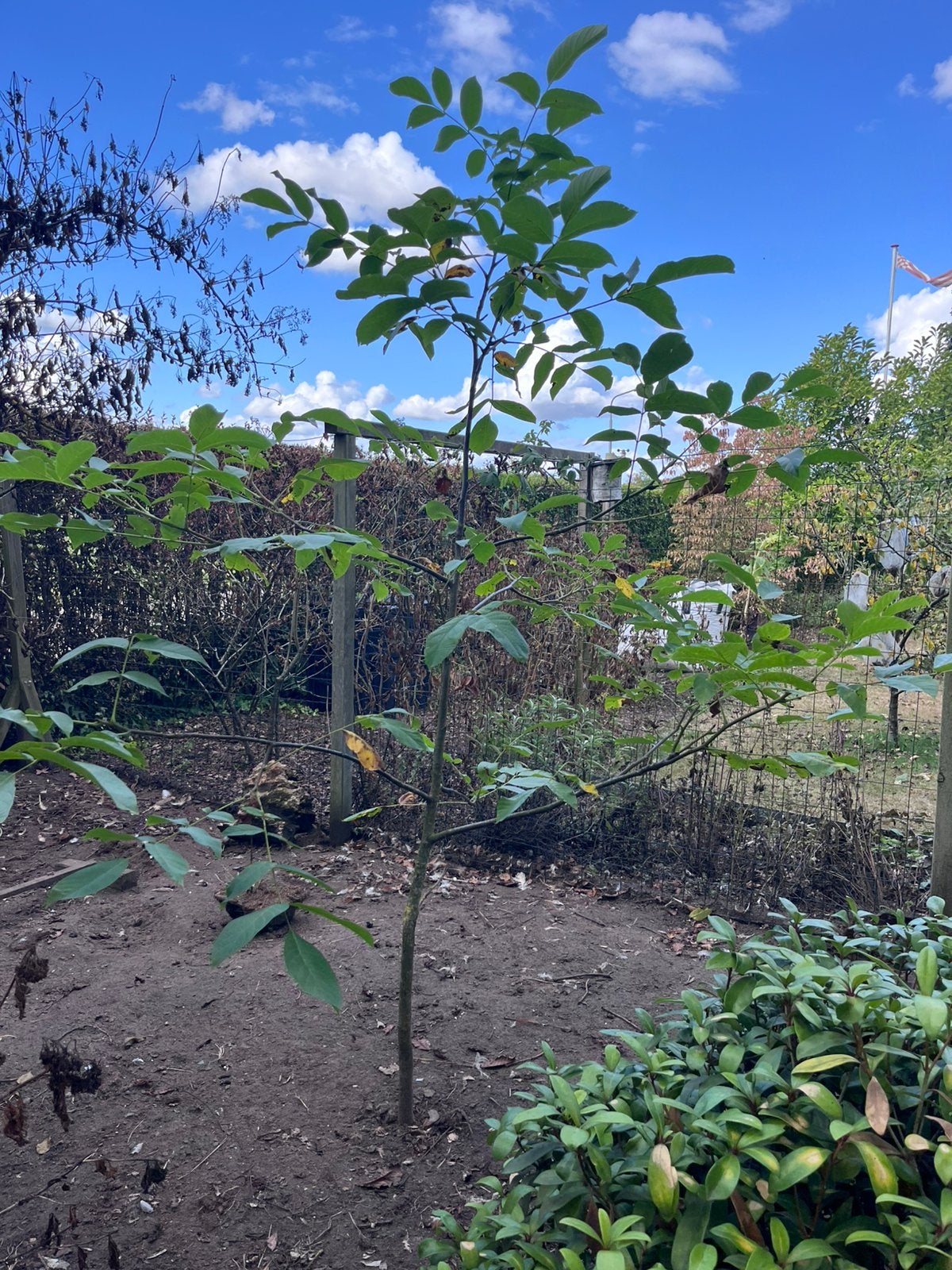 Te koop walnootboom, Tuin en Terras, Planten | Bomen, Ophalen, Halfschaduw, Overige soorten, 100 tot 250 cm