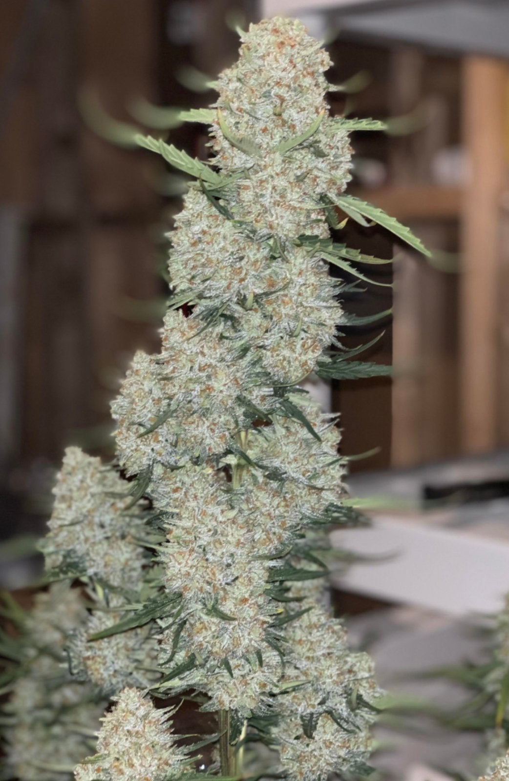 New York Diesel  x fastbud Autoflower Zaden - 100 Stuks, Tuin en Terras, Ophalen of Verzenden, Zo goed als nieuw