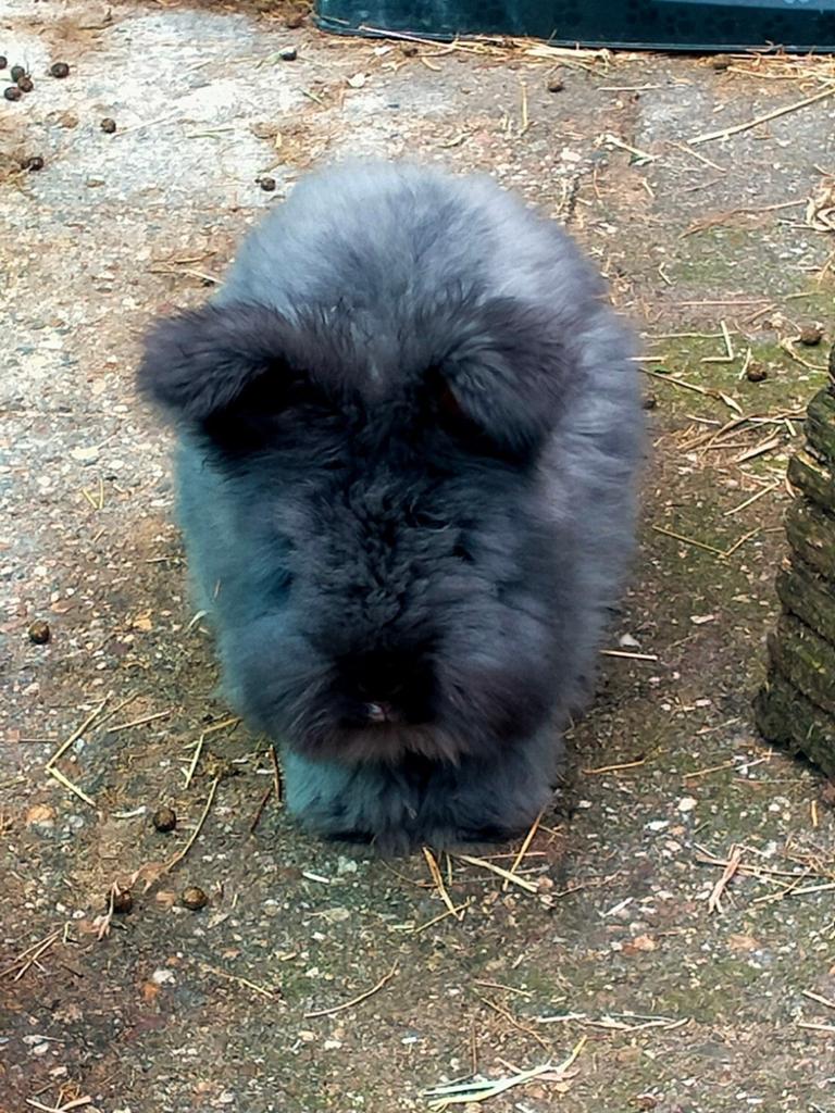 Engelse Angora, Mannelijk, Groot