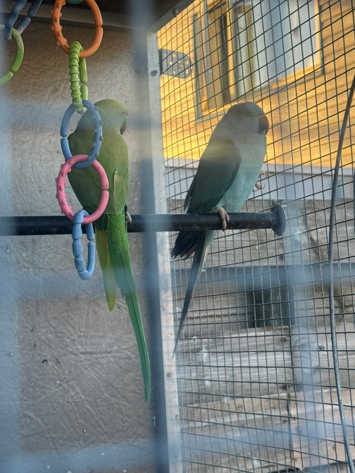 2Mooie Halsbandparkieten (Geringd) - Blauw & Groen), Dieren en Toebehoren, Vogels | Parkieten en Papegaaien, Meerdere dieren, Parkiet